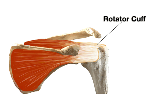 Rotator cuff Rotator cuff image