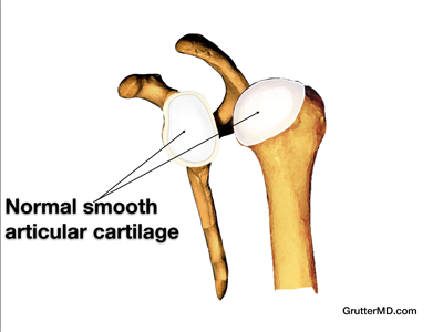 Shoulder joint normal Shoulder joint normal cartilage